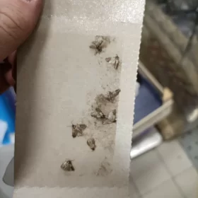 Monitoring aktywności szkodników