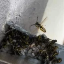 Dezynsekcja polegająca na likwidacji gniazda os