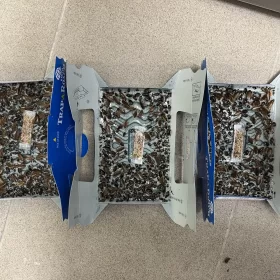 Monitoring aktywności prusaków