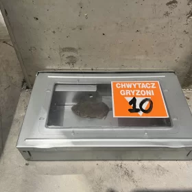 Odłowiona mysz w pułapce żywołownej w ramach deratyzacji