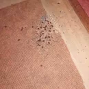 Zwalczanie pluskwy domowej