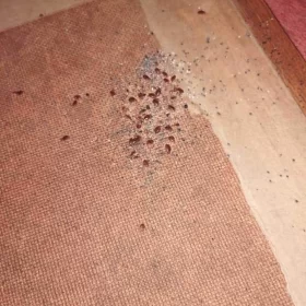 Zwalczanie pluskwy domowej