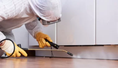 Jak sprawdzić, czy w domu są pluskwy?