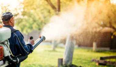 Co odstrasza komary w ogrodzie? Sprawdź