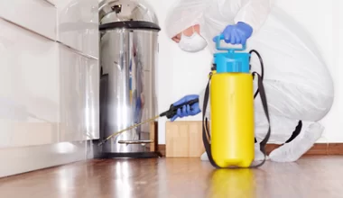 Myszy w domu  - jak pozbyć się myszy