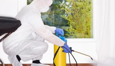 Insekty domowe  - sprawdź, jak z nimi walczyć