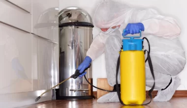 Domowe sposoby na pluskwy czy fachowe odpluskwianie? Wady i zalety