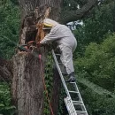 Zwalczanie szerszeni i usunięcie ich gniazda