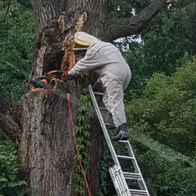 Zwalczanie szerszeni i usunięcie ich gniazda