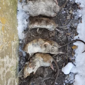 Realizacja usługi deratyzacji