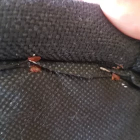 Skuteczne zwalczanie pluskiew