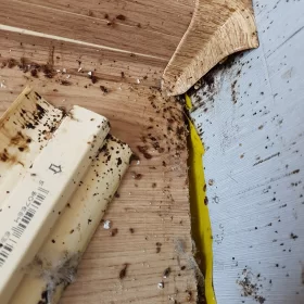 Zwalczanie prusaków w domu