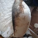 Dezynsekcja pomieszczenia