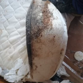 Dezynsekcja pomieszczenia