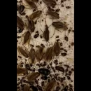 Dezynsekcja karaczanów