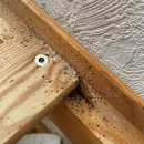 Dezynsekcja pluskwy domowej