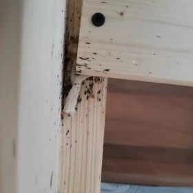 Zwalczanie pluskiew w mieszkaniu