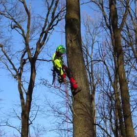 Realizacja usługi wycinki drzewa