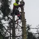 Wycinka drzewa za pomocą metody alpinistycznej