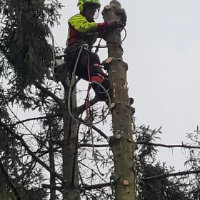 Wycinka drzewa za pomocą metody alpinistycznej