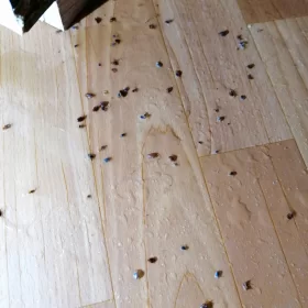 Zwalczanie pluskwy domowej