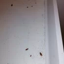 Dezynsekcja polegająca na zwalczaniu karaczanów