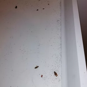 Dezynsekcja polegająca na zwalczaniu karaczanów